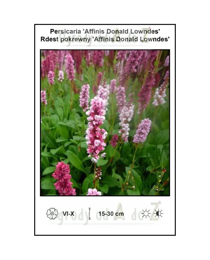 Persicaria-Affinis-Donald-Lowndes.jpg Persicaria-Affinis-Donald-Lowndes.jpg