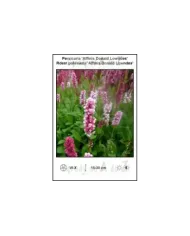 Persicaria-Affinis-Donald-Lowndes.jpg