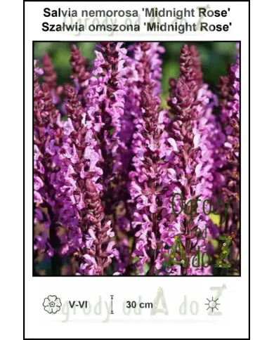 Salvia-nemorosa-Midnight-Rose.jpg Salvia-nemorosa-Midnight-Rose.jpg
