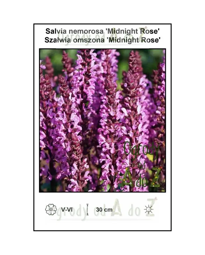 Salvia-nemorosa-Midnight-Rose.jpg