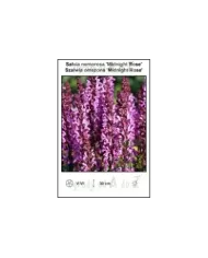 Salvia-nemorosa-Midnight-Rose.jpg
