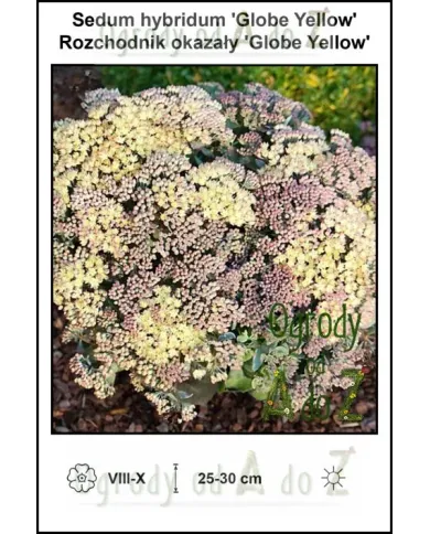 Sedum-hybridum-Globe-Yellow.jpg Sedum-hybridum-Globe-Yellow.jpg
