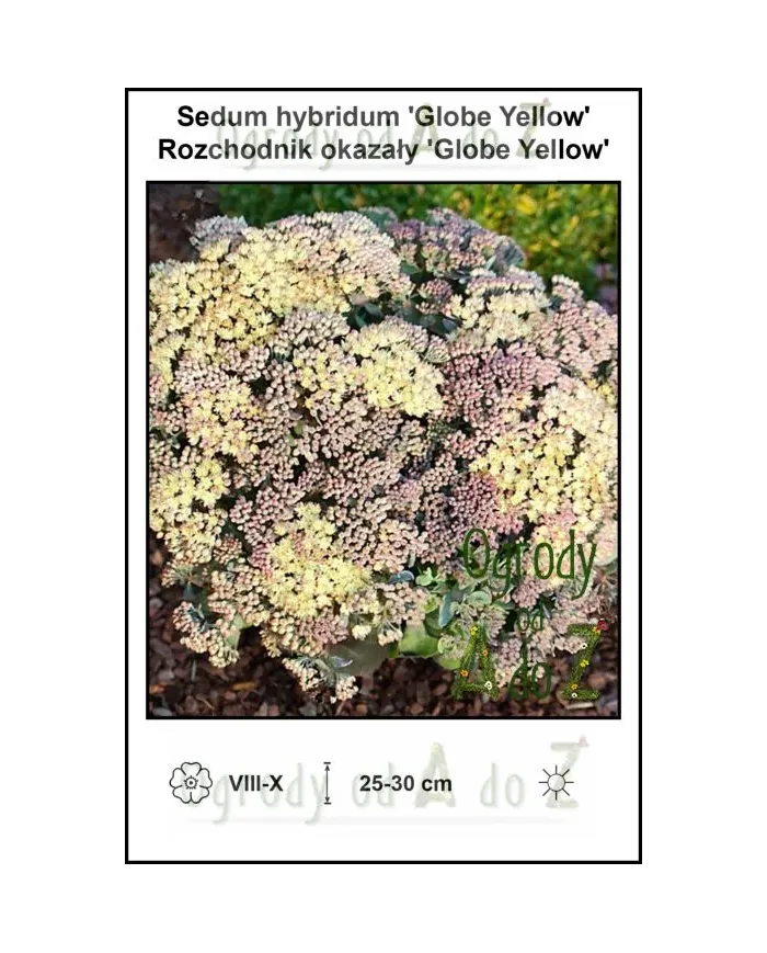 Sedum-hybridum-Globe-Yellow.jpg