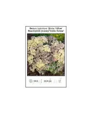 Sedum-hybridum-Globe-Yellow.jpg