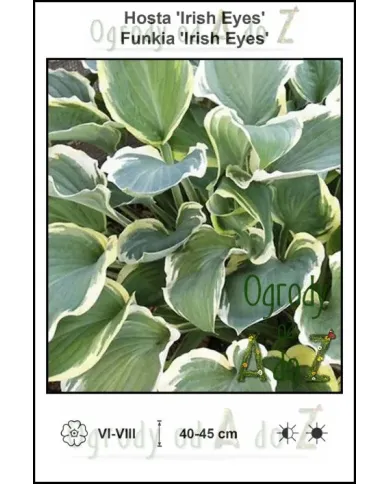 Hosta-Irish-Eyes.jpg