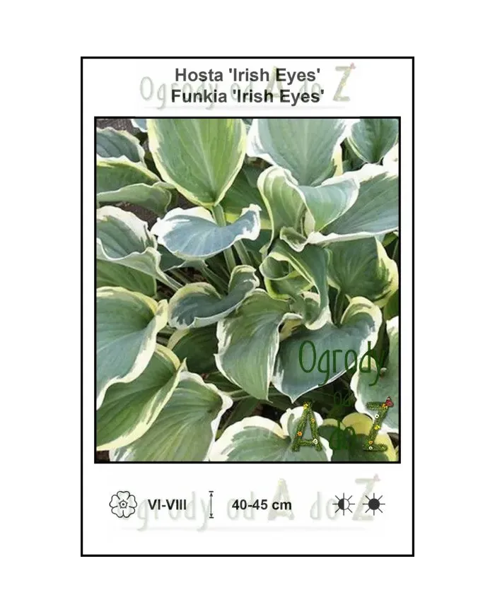 Hosta-Irish-Eyes.jpg