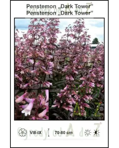 Penstemon-Dark-Tower.jpg