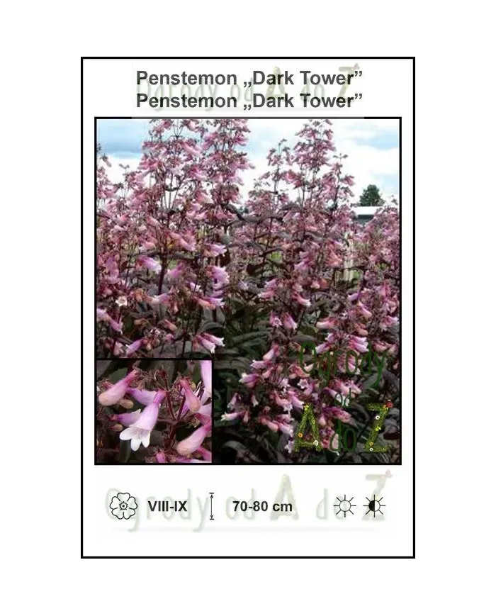 Penstemon-Dark-Tower.jpg