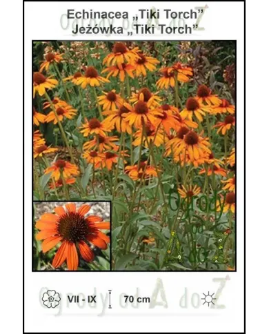 Echinacea-Tiki-Torch.jpg Echinacea-Tiki-Torch.jpg