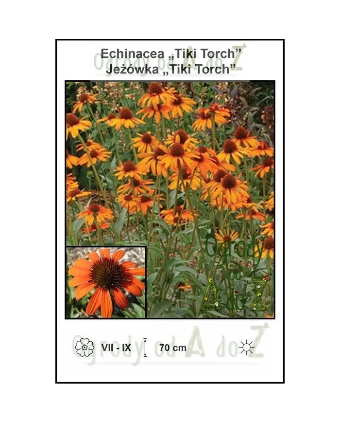 Echinacea-Tiki-Torch.jpg Echinacea-Tiki-Torch.jpg