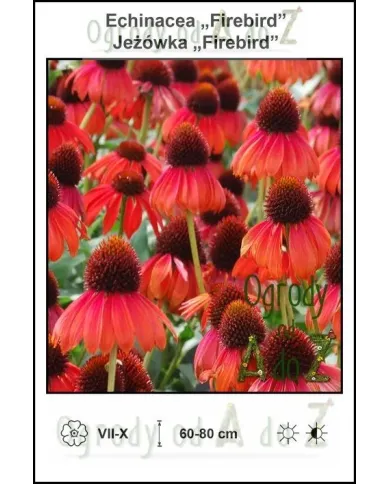 Echinacea-Firebird.jpg Echinacea-Firebird.jpg