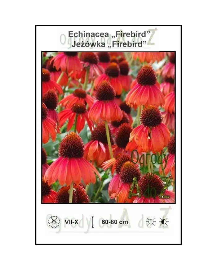 Echinacea-Firebird.jpg Echinacea-Firebird.jpg