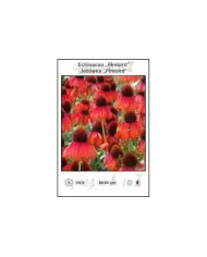 Echinacea-Firebird.jpg Echinacea-Firebird.jpg