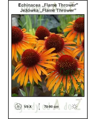 Echinacea-Flame-Thrower.jpg Echinacea-Flame-Thrower.jpg