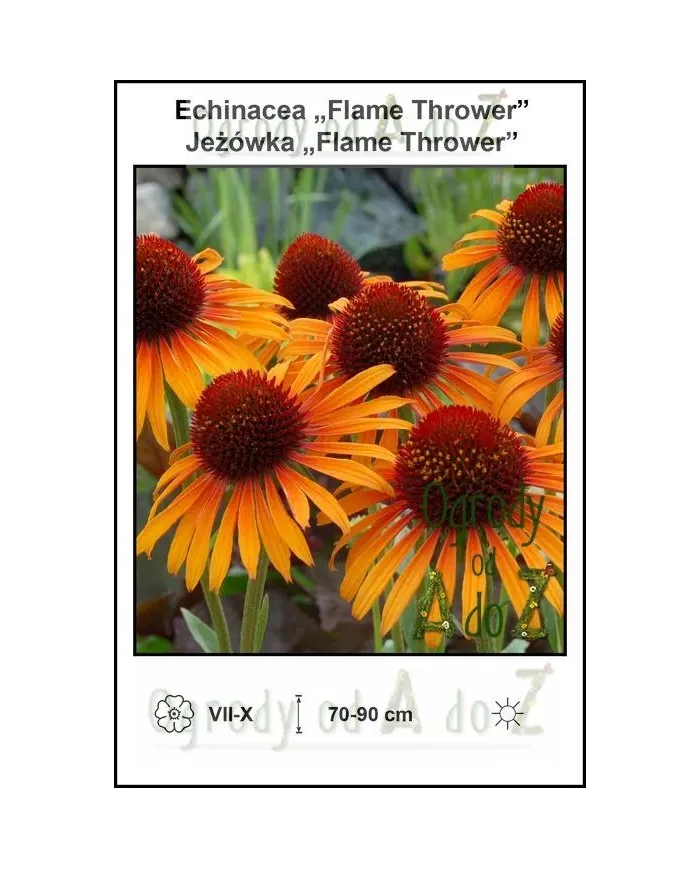 Echinacea-Flame-Thrower.jpg Echinacea-Flame-Thrower.jpg