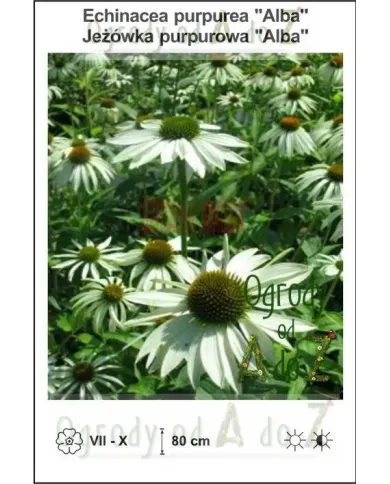 Echinacea-purpurea-Alba.jpg Echinacea-purpurea-Alba.jpg