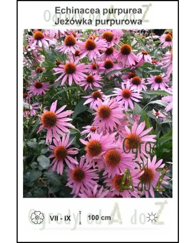 Echinacea-purpurea.jpg Echinacea-purpurea.jpg