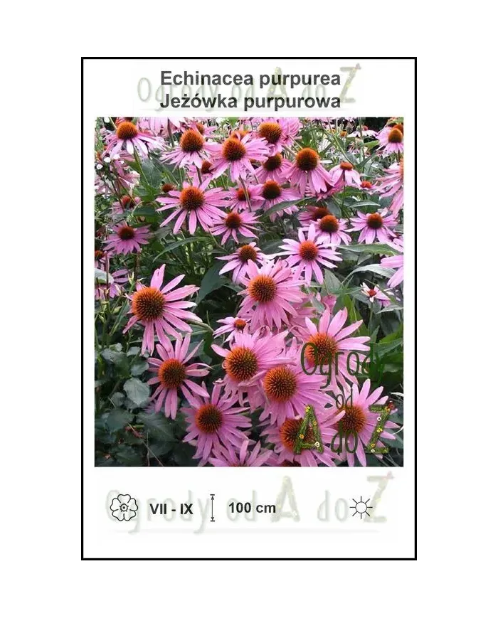 Echinacea-purpurea.jpg Echinacea-purpurea.jpg