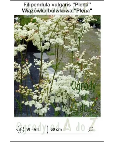 Filipendula-vulgaris-Plena.jpg
