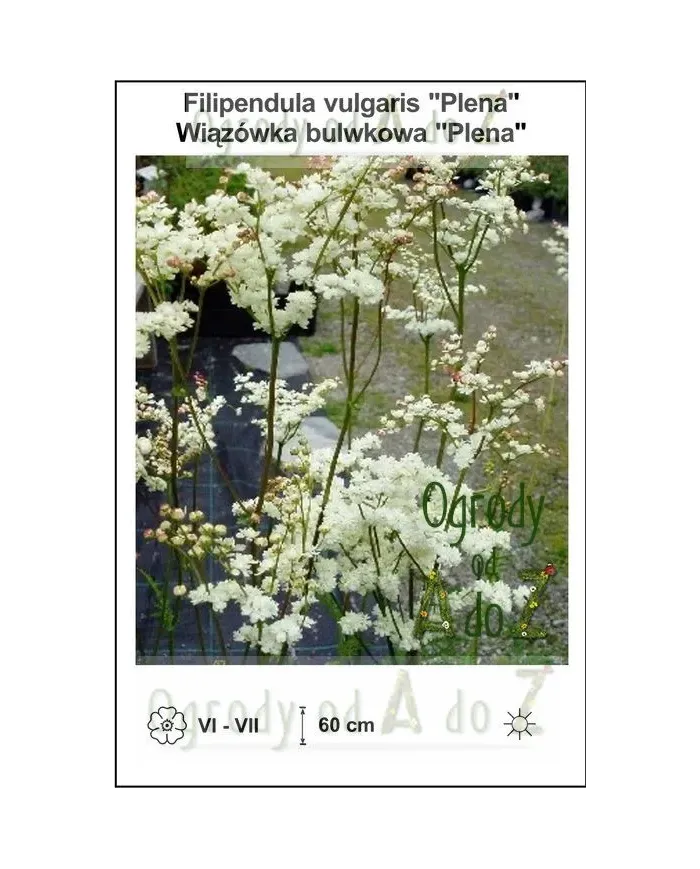 Filipendula-vulgaris-Plena.jpg