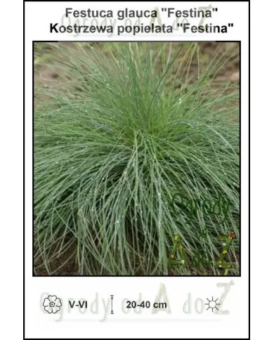 Festuca-glauca-Festina.jpg Festuca-glauca-Festina.jpg