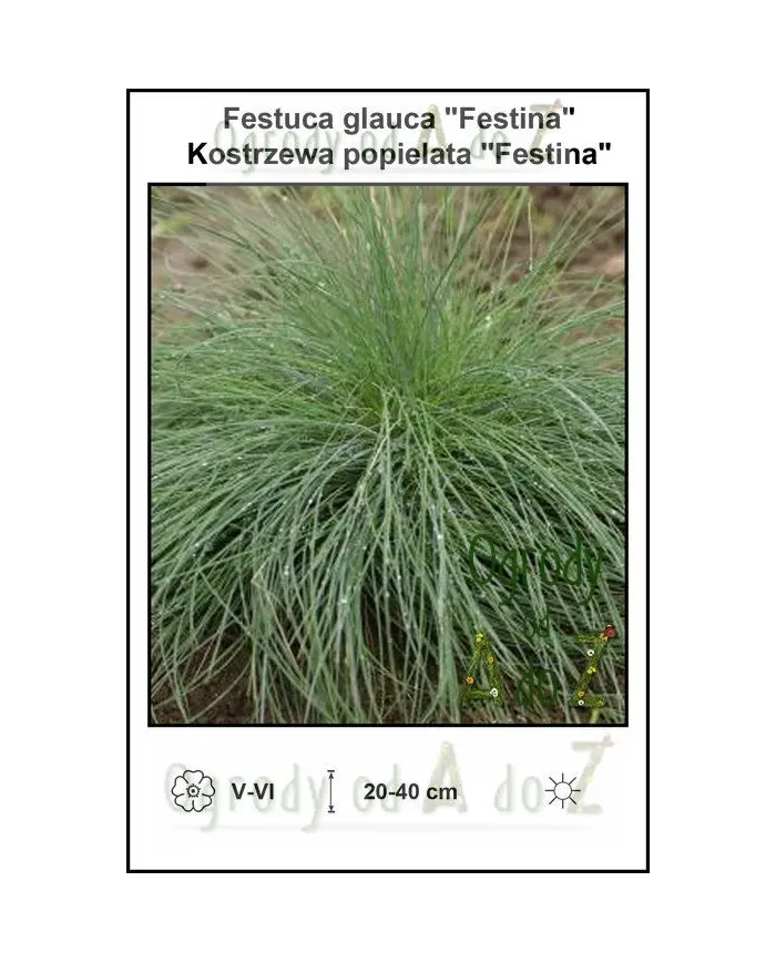 Festuca-glauca-Festina.jpg