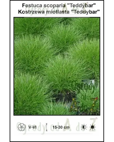 Festuca-scoparia-Teddybar.jpg