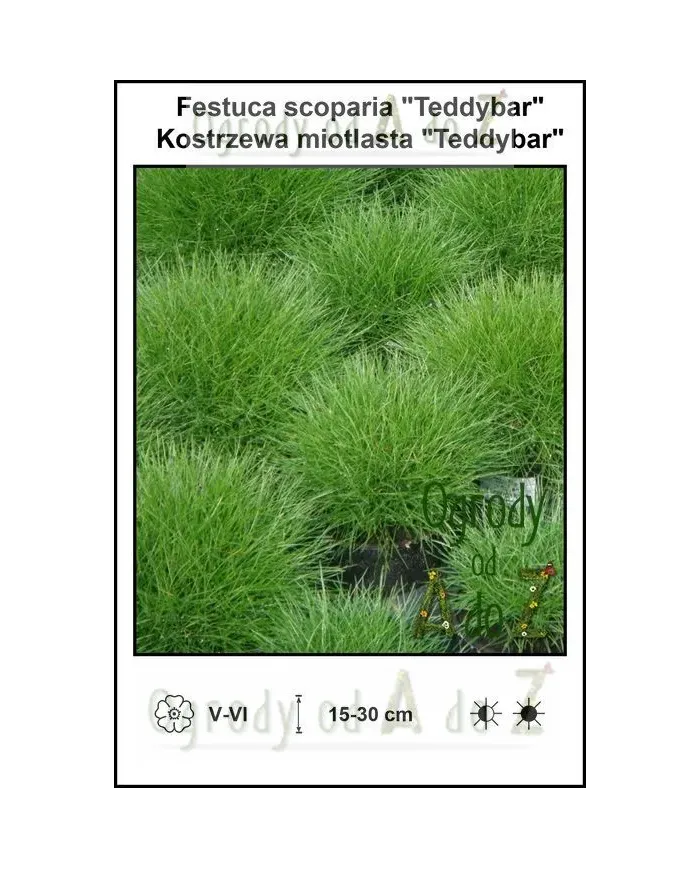 Festuca-scoparia-Teddybar.jpg