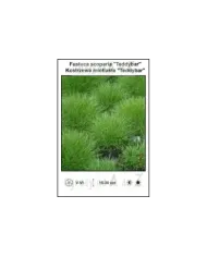 Festuca-scoparia-Teddybar.jpg
