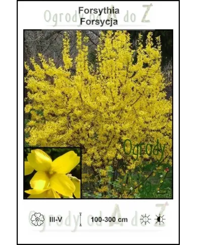 Forsythia.jpg Forsythia.jpg
