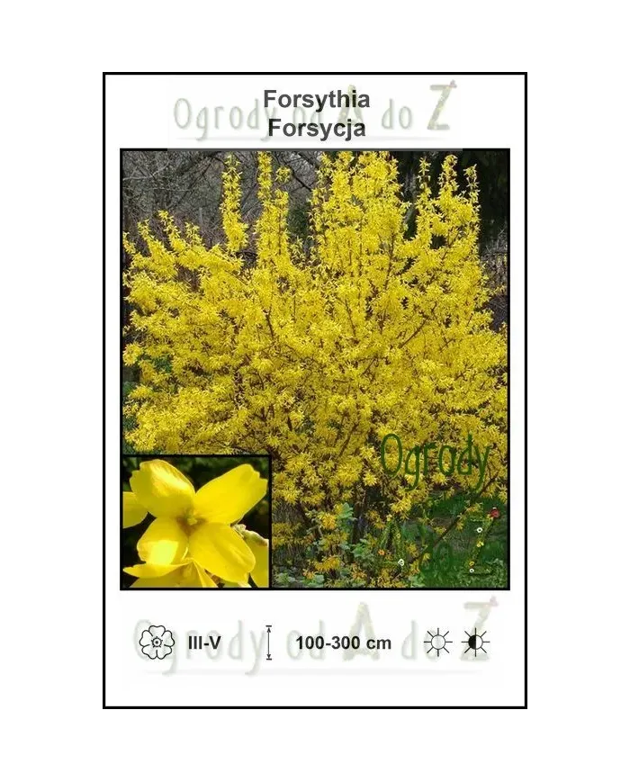 Forsythia.jpg