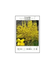 Forsythia.jpg