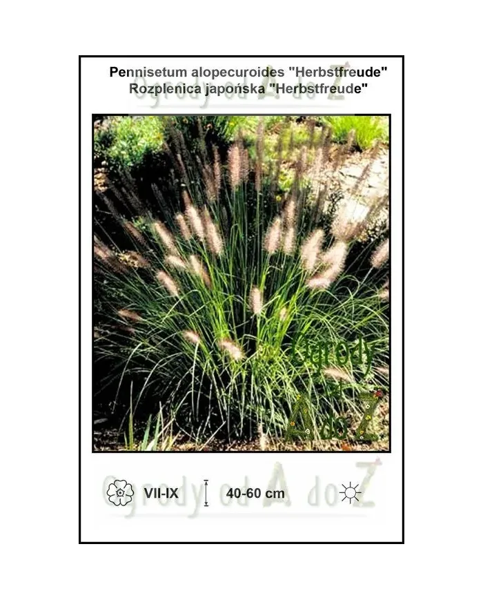 Pennisetum-alopecuroides-Herbstfreude.jpg