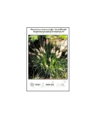 Pennisetum-alopecuroides-Herbstfreude.jpg