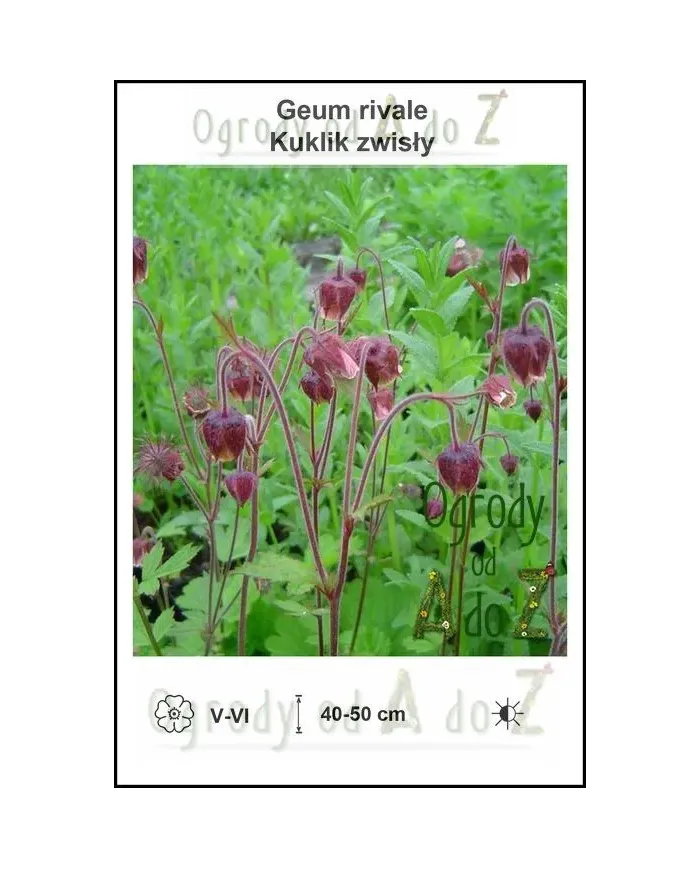 Geum-rivale.jpg