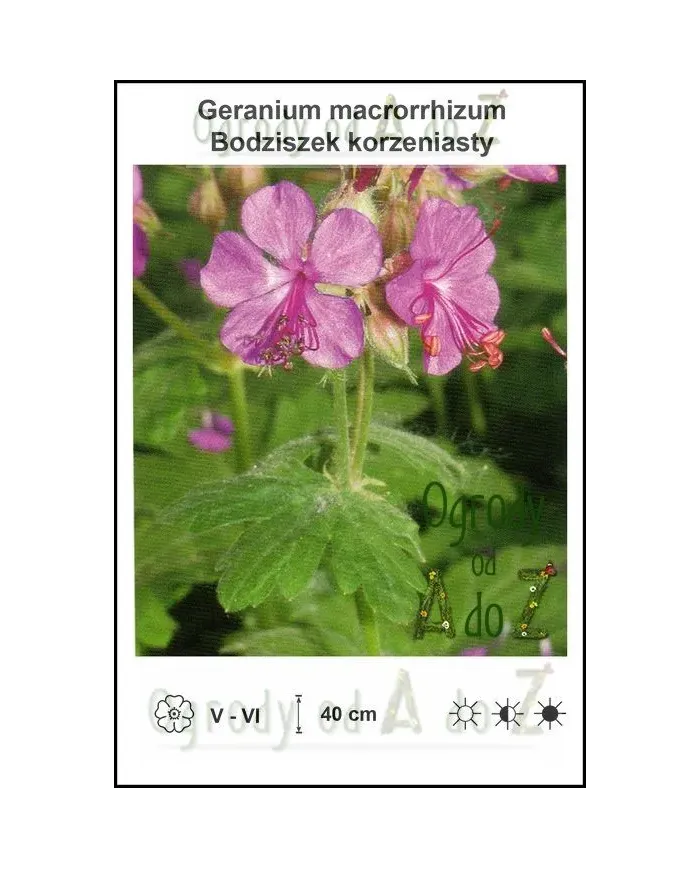 Geranium-macrorrhizum.jpg