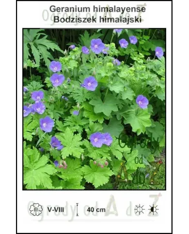 Geranium-himalayense.jpg