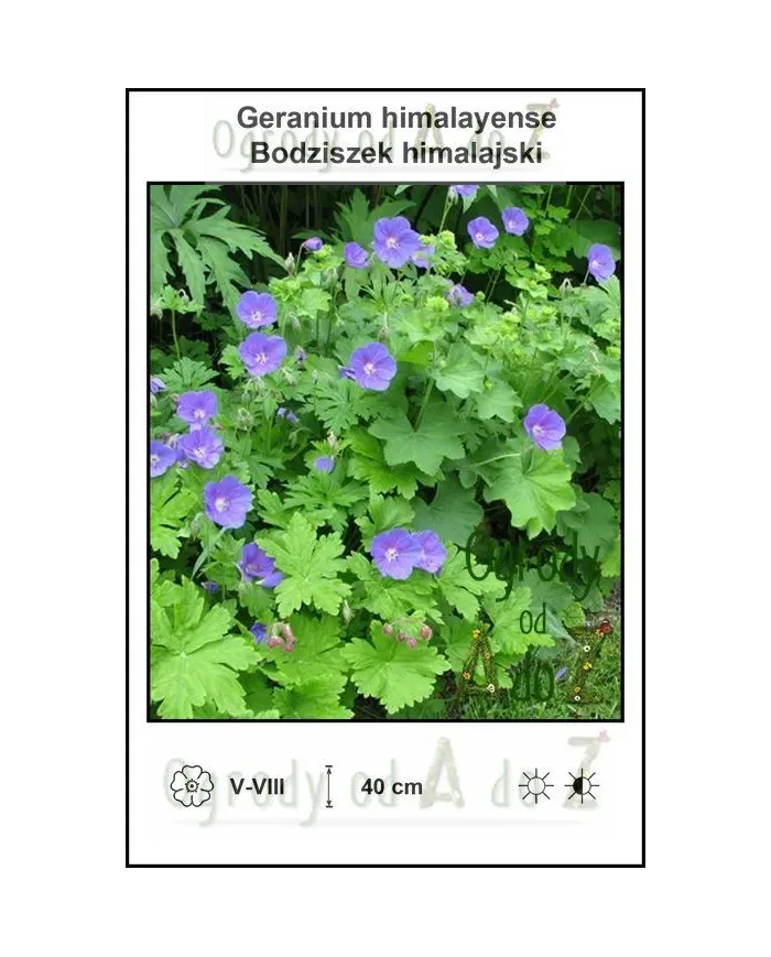 Geranium-himalayense.jpg