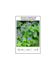 Geranium-himalayense.jpg