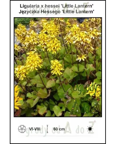 Ligularia-x-hessei-Little-Lantern