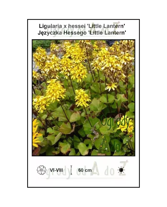 Ligularia-x-hessei-Little-Lantern