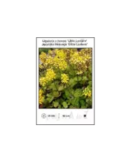 Ligularia-x-hessei-Little-Lantern