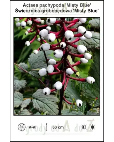 Actaea-pachypoda-Misty-Blue
