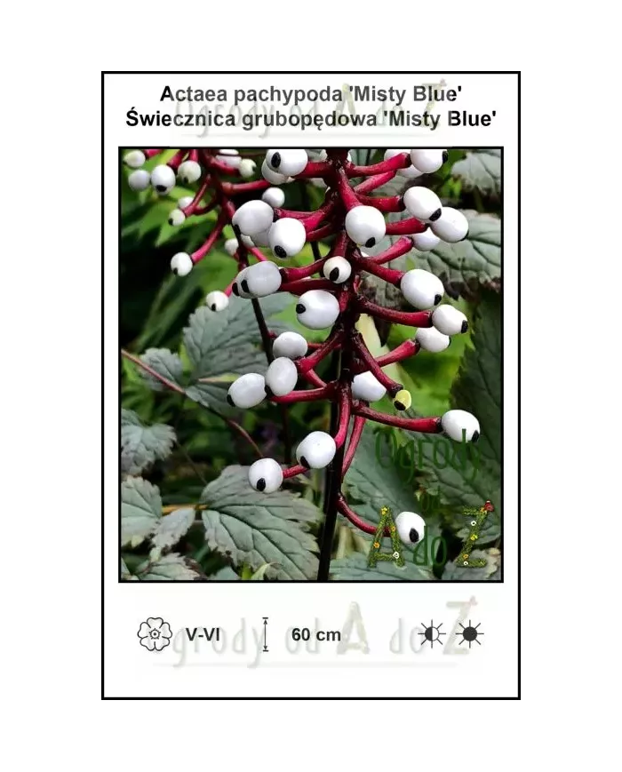 Actaea-pachypoda-Misty-Blue