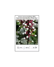 Actaea-pachypoda-Misty-Blue