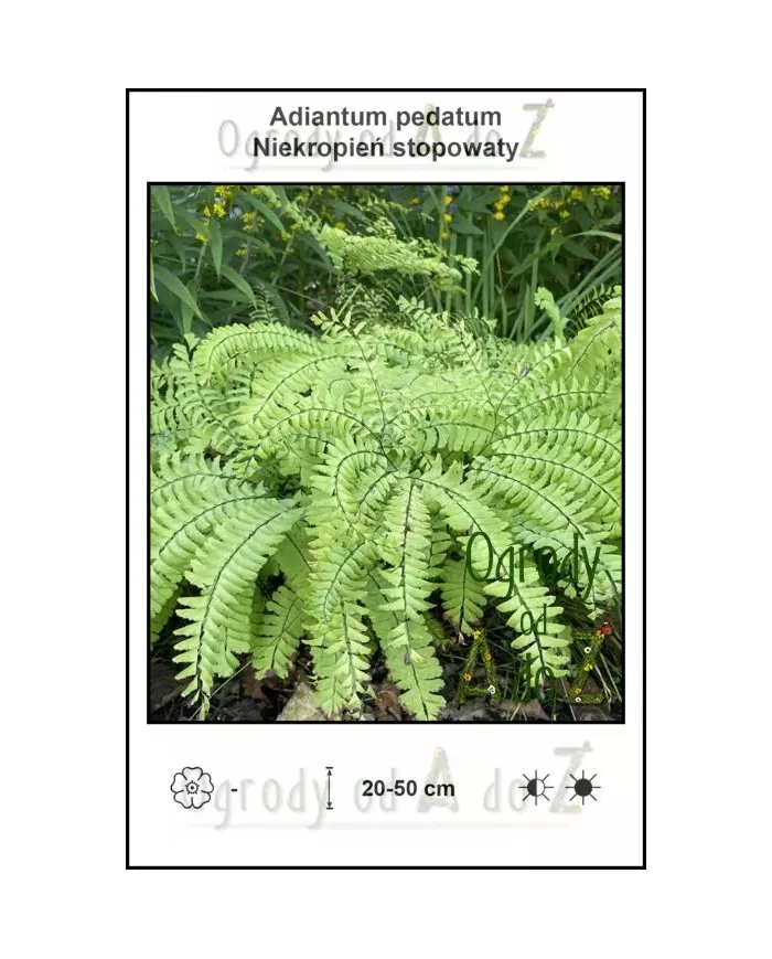 Adiantum-pedatum