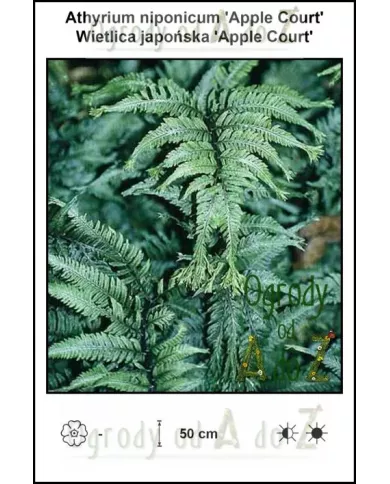 Athyrium-niponicum-Apple-Court