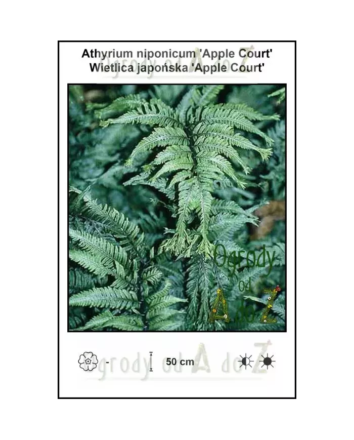 Athyrium-niponicum-Apple-Court