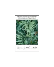 Athyrium-niponicum-Apple-Court