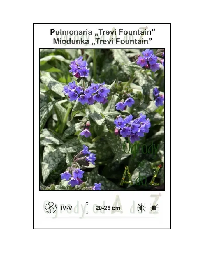 Pulmonaria-Trevi-Fountain.jpg